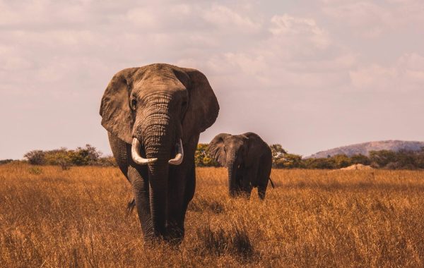 aj-robbie-BuQ1RZckYW4-unsplash