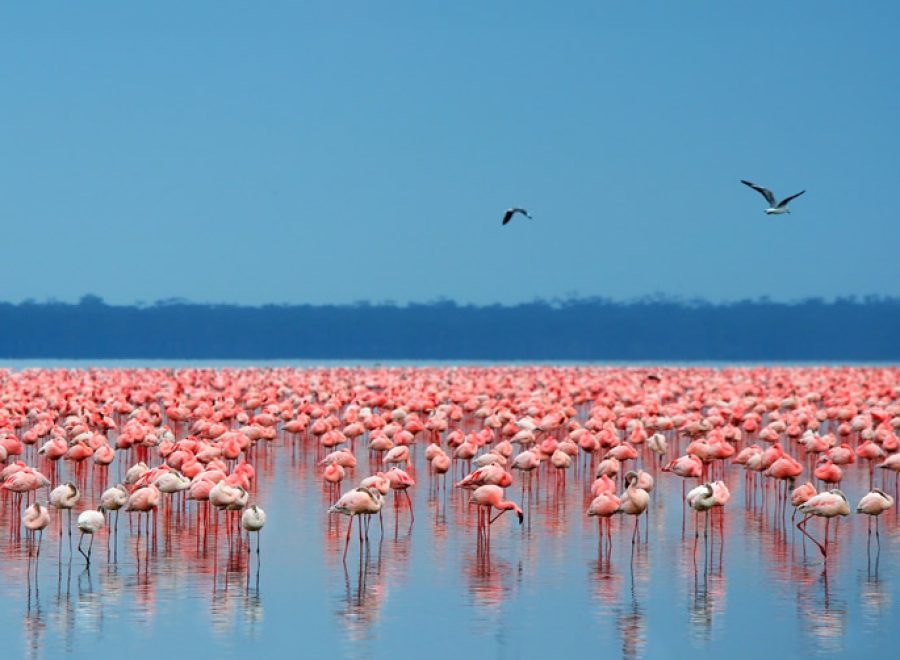 lake-nakuru-flamingoes